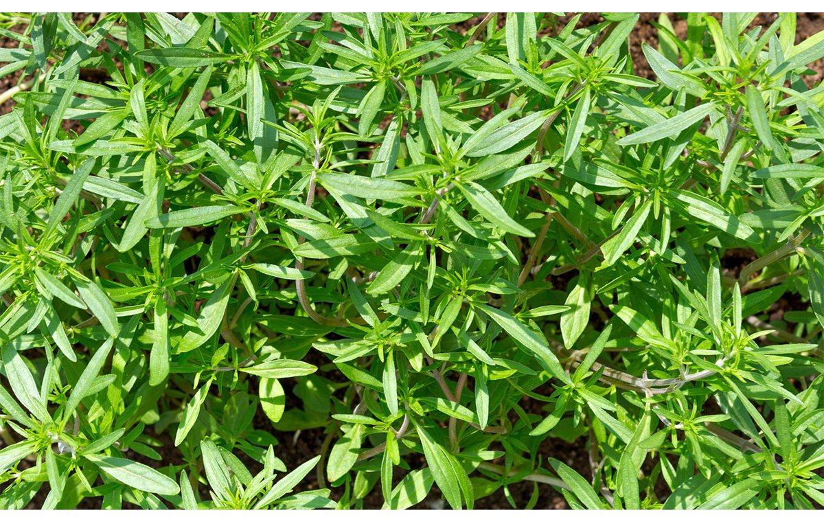 خواص مرزه برای رحم