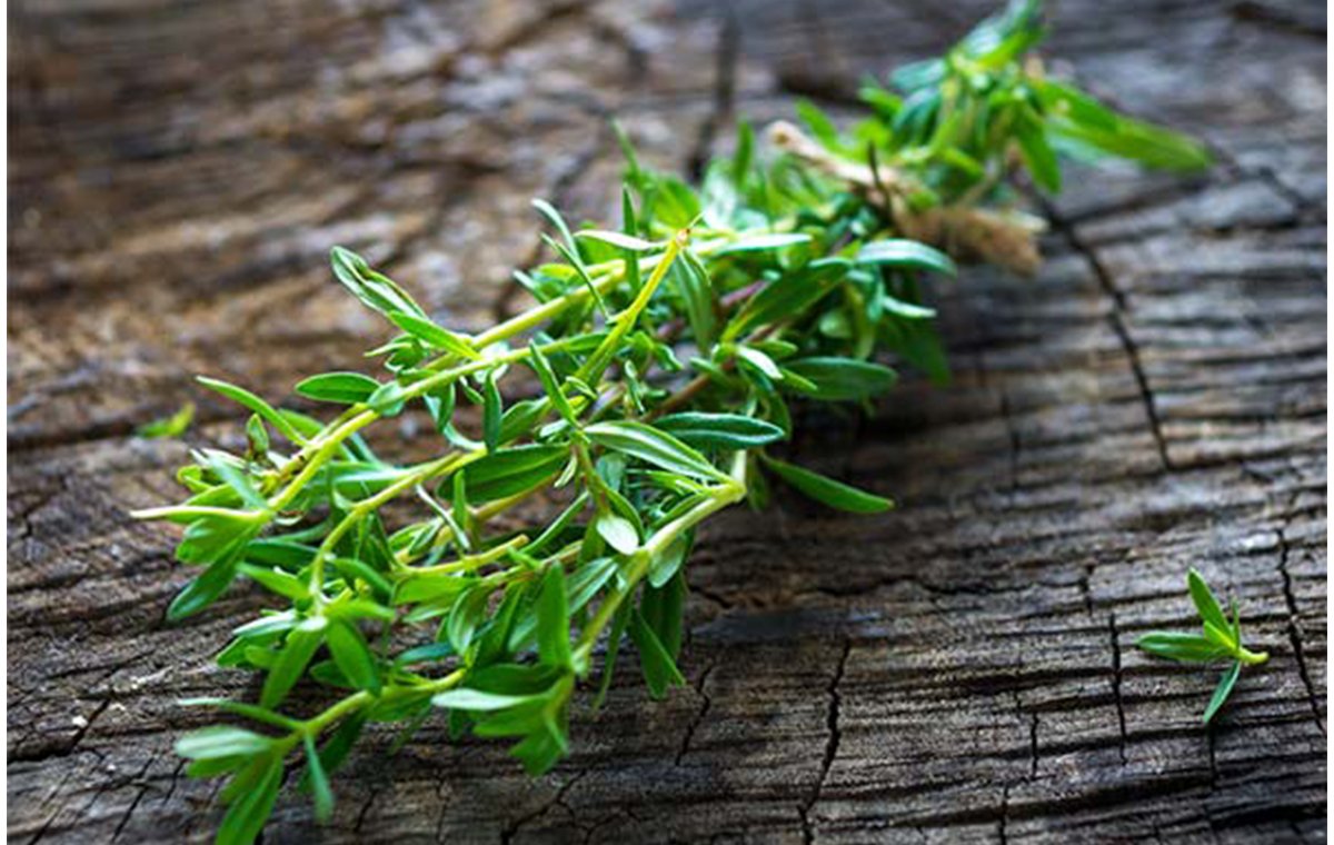 خواص مرزه برای معده