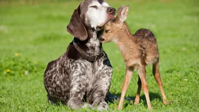 animal friendship 66977ce7f333f0476e25d2e7w1920ampq80