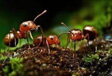 مورچه‌ها برای نجات همنوعان خود عمل قطع عضو انجام می‌دهند