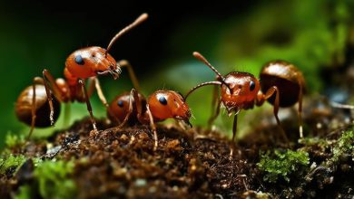 مورچه‌ها برای نجات همنوعان خود عمل قطع عضو انجام می‌دهند