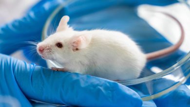 دانشمندان شبیه‌ترین موش به انسان را پرورش دادند