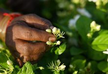 ۷ عطر با بوی یاس که باید حتما امتحان کنید