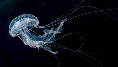 گردوی دریایی تحت شرایط مرگبار می‌تواند خود را دوباره جوان کند