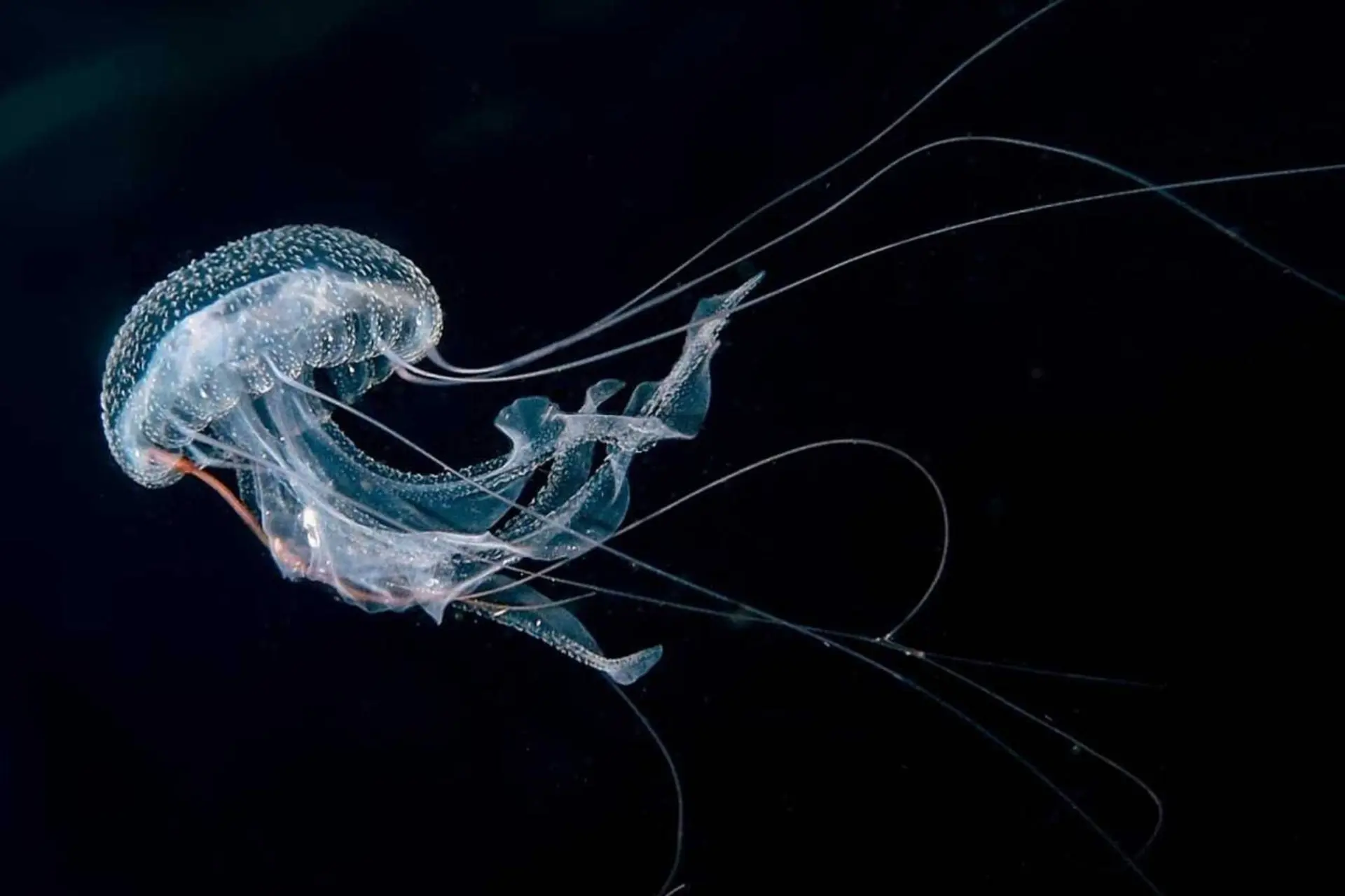 گردوی دریایی تحت شرایط مرگبار می‌تواند خود را دوباره جوان کند