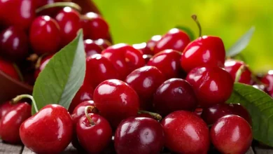 بررسی خواص آلبالو: آشنایی با فواید بی‌نظیر این میوه تابستانی