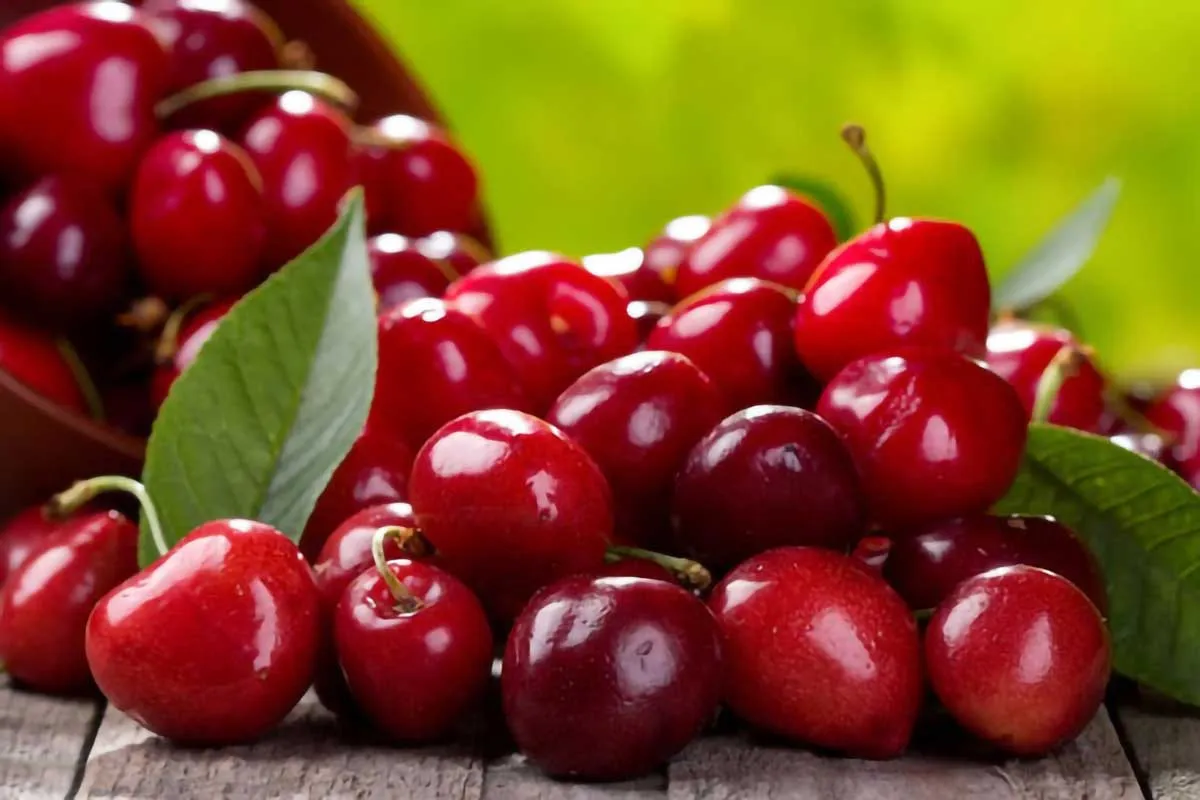 بررسی خواص آلبالو: آشنایی با فواید بی‌نظیر این میوه تابستانی