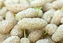 آشنایی با ۸ خاصیت توت سفید؛ کلید طول عمر و جوانی