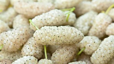 آشنایی با ۸ خاصیت توت سفید؛ کلید طول عمر و جوانی