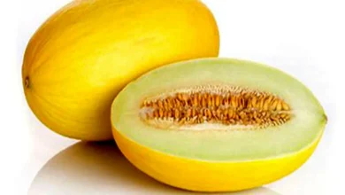 آشنایی با خواص خربزه؛ از کاهش استرس تا سلامت پوست