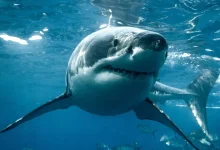 دانشمندان معمای قتل کوسه گمشده در اقیانوس اطلس را حل کردند