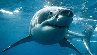 دانشمندان معمای قتل کوسه گمشده در اقیانوس اطلس را حل کردند