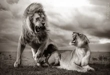 نفس‌گیرترین تصاویر حیات وحش سال؛ مسابقه عکاسی حیات وحش ۲۰۲۴