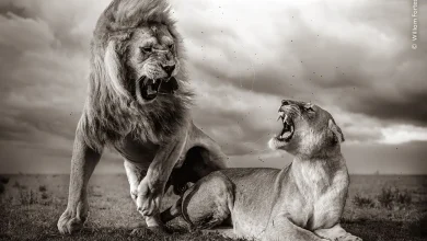 نفس‌گیرترین تصاویر حیات وحش سال؛ مسابقه عکاسی حیات وحش ۲۰۲۴