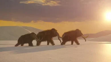 بازگشت ماموت و دودو به طبیعت: آیا انقراض‌زدایی محیط‌زیست را نجات می‌دهد؟