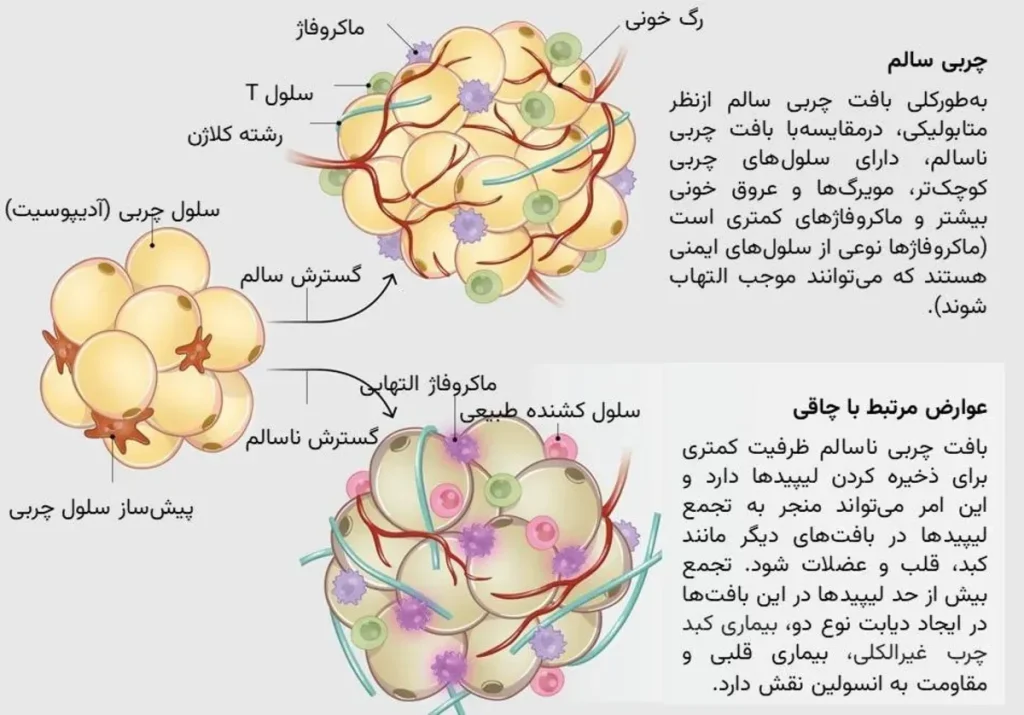 fat cells 6690cf68772792639decb8