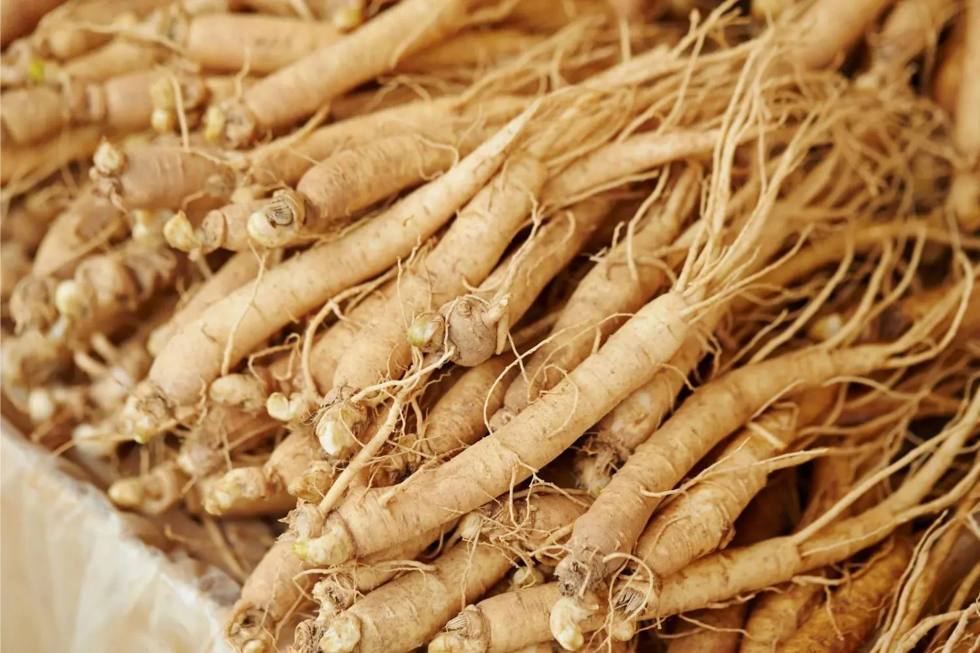 جینسنگ هندی یا آشواگاندا چیست و چه خواصی دارد؟