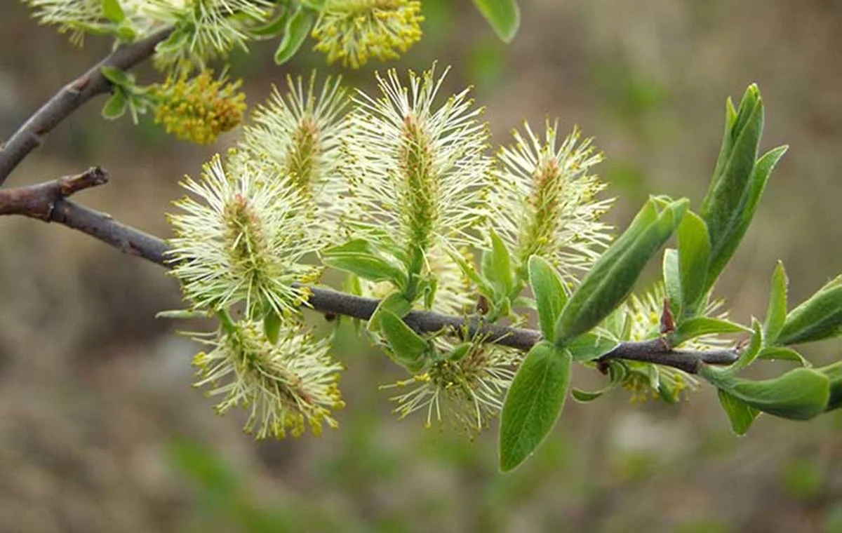 خواص عرق بیدمشک برای سلامتی و بررسی عوارض احتمالی