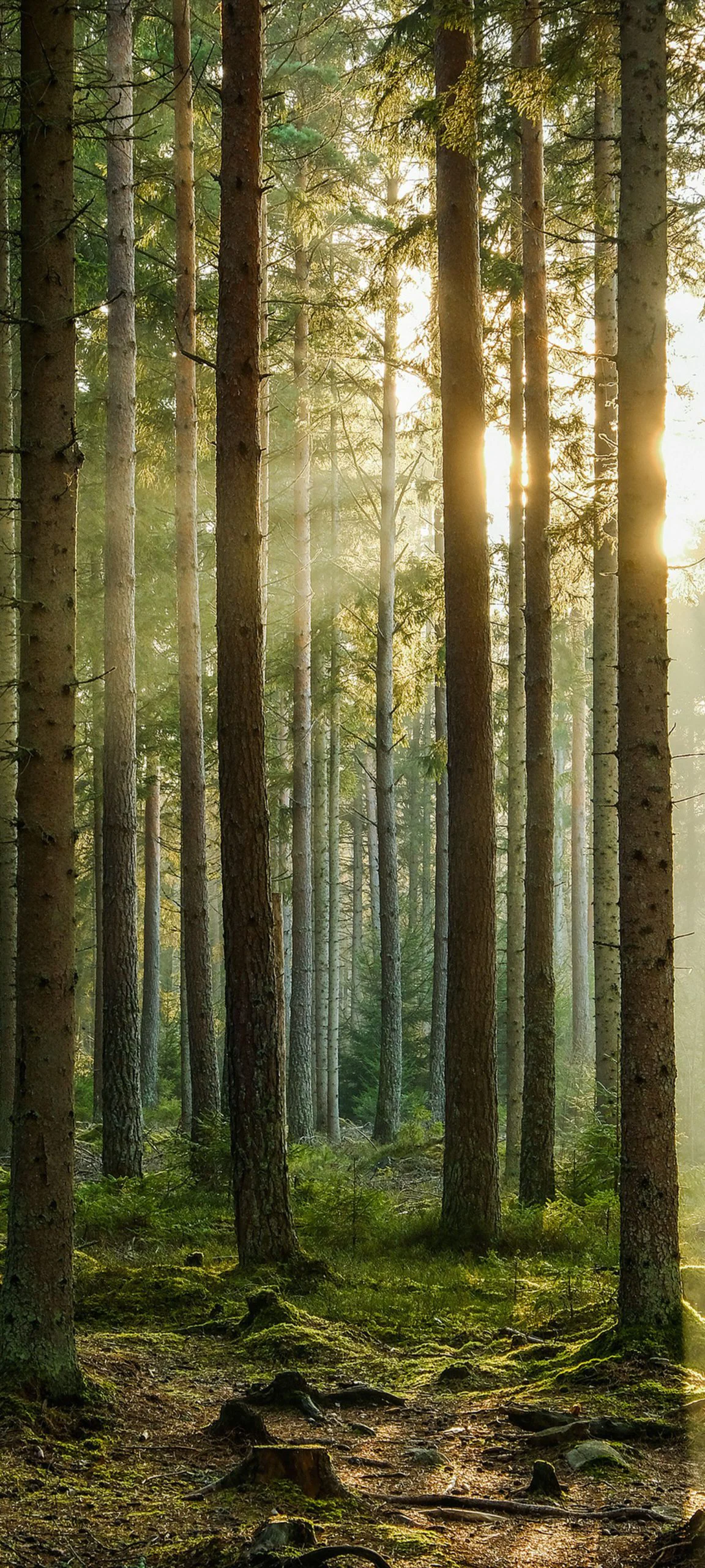 hyperos 2 0 wallpaperai static 1 672642dbfe1bf099fd5627daw1920ampq80 scaled