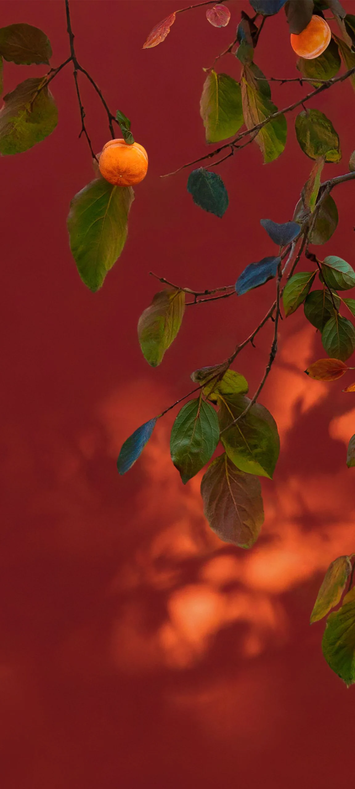 hyperos 2 0 wallpapereast 01 672642d7fe1bf099fd5627c6w1920ampq80 scaled