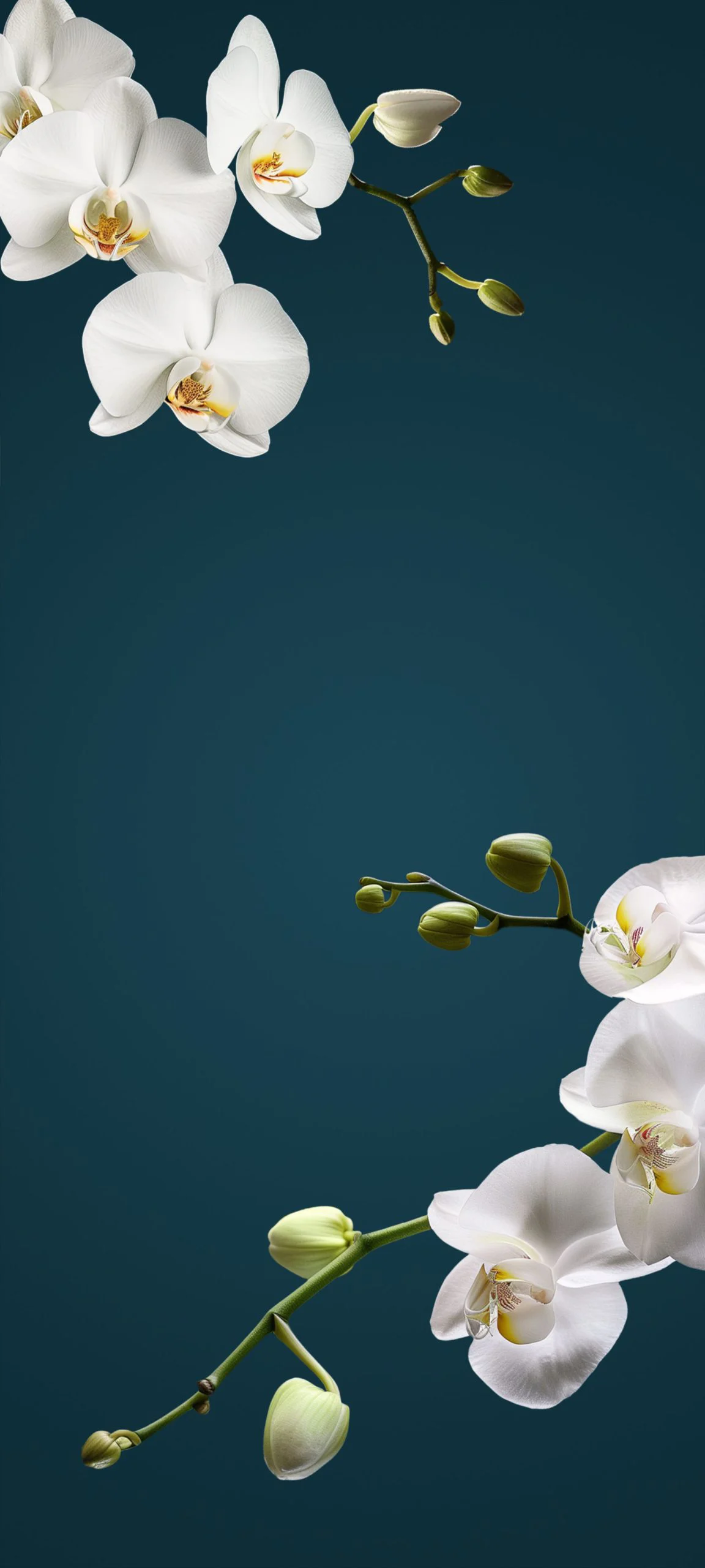 hyperos 2 0 wallpapereast 02 672642cbfe1bf099fd562794w1920ampq80 scaled