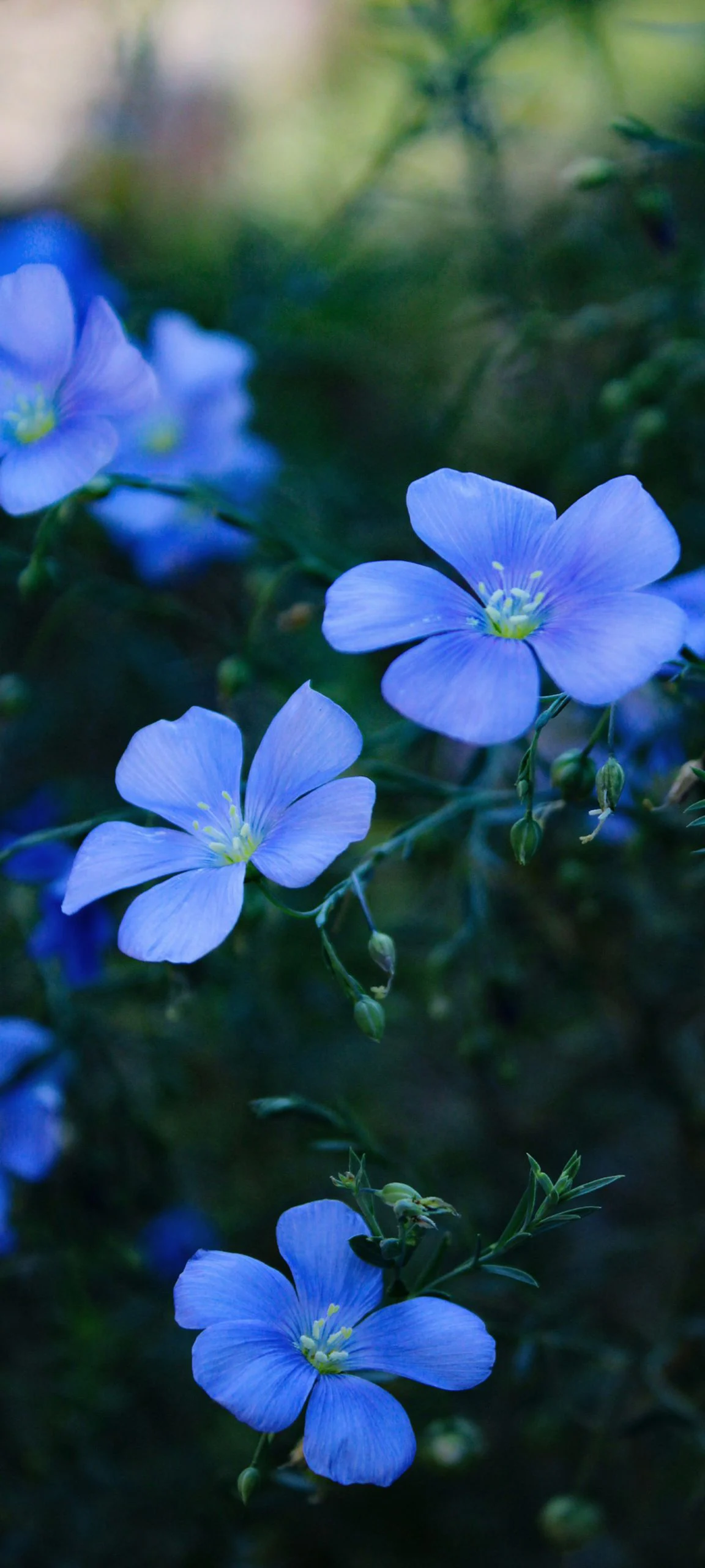 hyperos 20 wallpaperai static 4 672642c6fe1bf099fd562784w1920ampq80 scaled