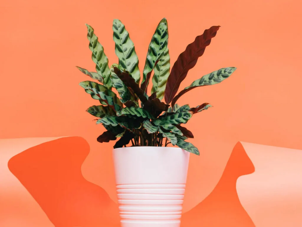 Gardening 1024x768 1