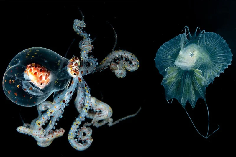 679f67974210b128c60010c6w800ampq95