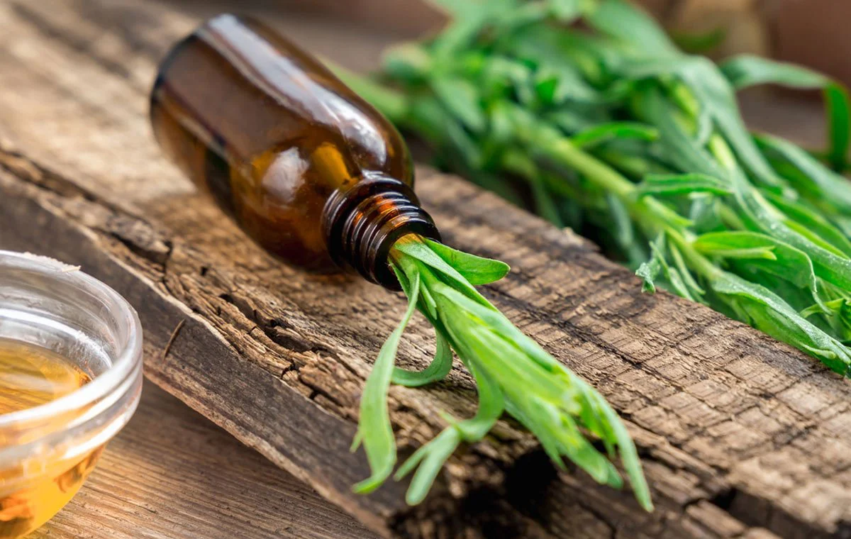 benefits and uses of tarragon2