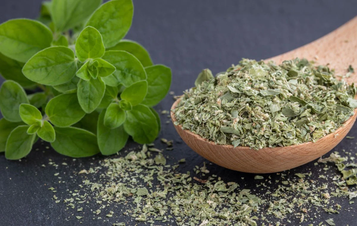 properties of marjoram 2