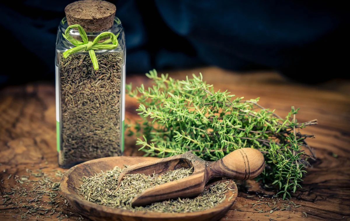 thyme herb