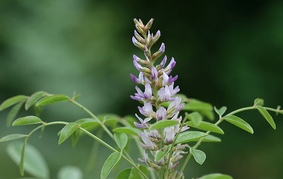 Glycyrrhiza glabra
