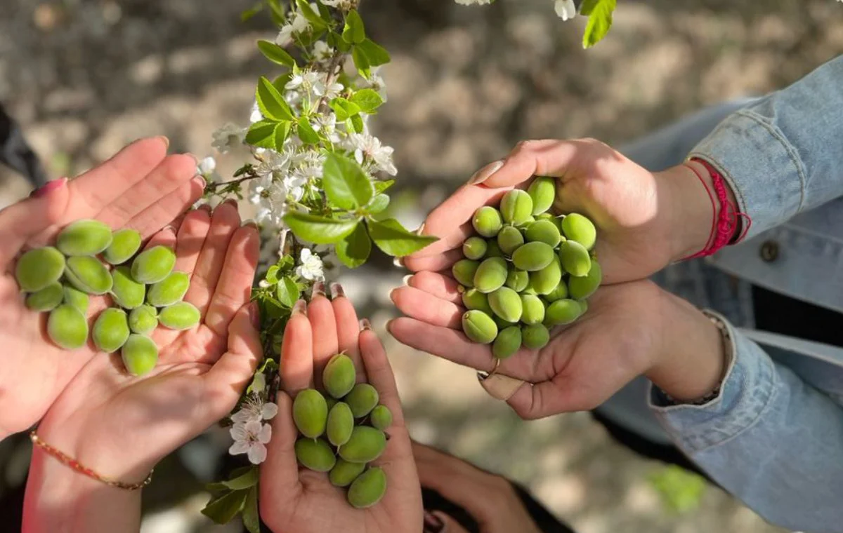 persian green almond for health