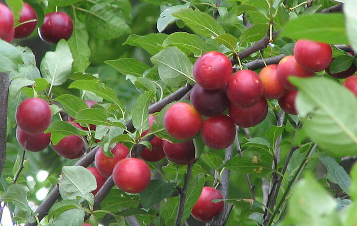 تصاویر آلوچه کال و رسیده (پخته)