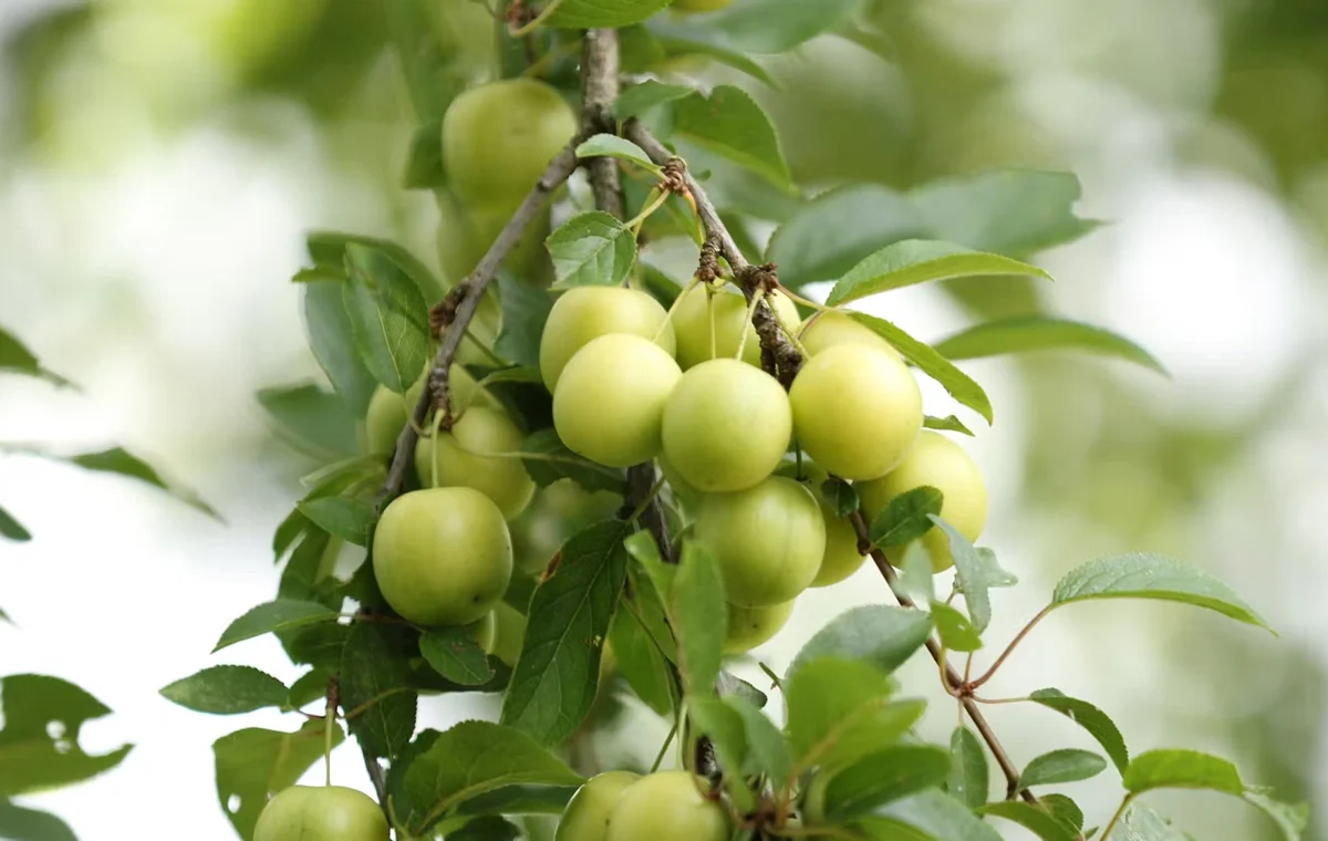 1 renekloden 858753042