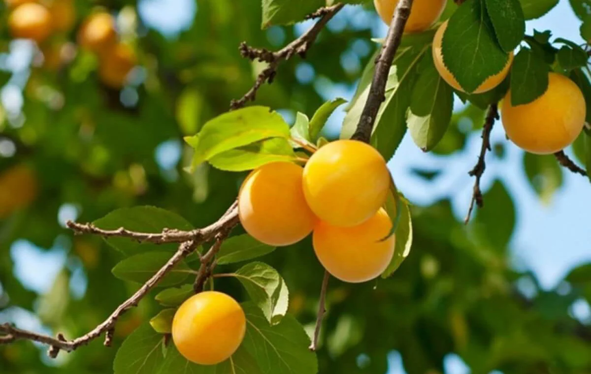 prunus cerasifera 01 4 1200x900 1