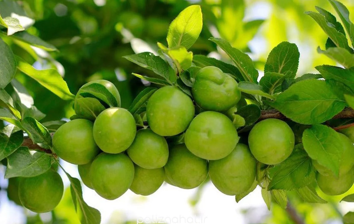 شرایط محیط رشد درخت گوجه سبز111 min